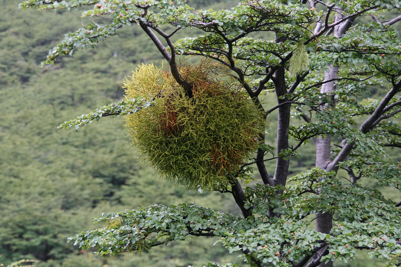 Ramo di albero con bacca di vischio pronta per la coltivazione in giardino.