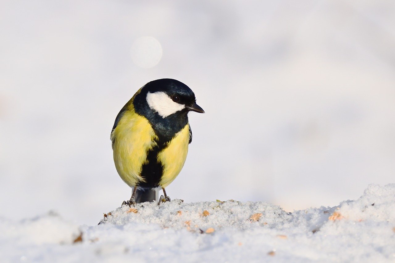 Uccellini che si nutrono di semi in un giardino innevato durante l'inverno.